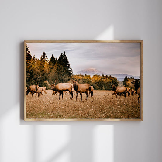 Pacific Northwest Elk Print