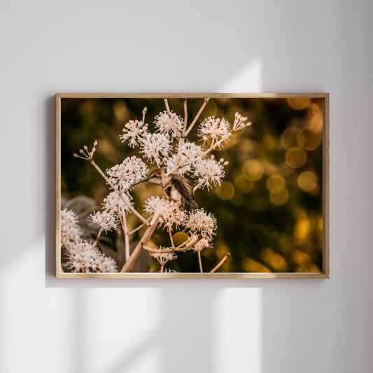 Hummingbird in Bloom Print